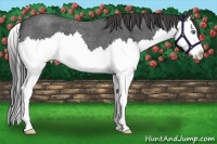 Horse Color:Smoky Blue Roan Splash