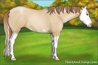 Horse Color:Red Dun Pearl Splash
