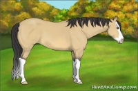 Horse Color:Buckskin Dun Splash