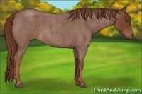 Horse Color:Red Roan Rabicano 