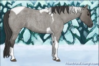 Horse Color:Smoky Grullo Roan Tobiano Rabicano 