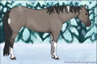 Horse Color:Grullo Roan Tobiano 