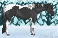 Horse Color:Black Tobiano 