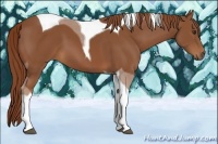 Horse Color:Chestnut Tobiano