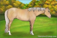 Horse Color:Silver Amber Champagne Rabicano 