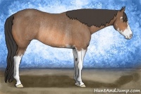 Horse Color:Buckskin Sabino Rabicano 