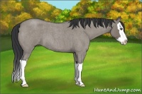Horse Color:Grullo Roan Splash