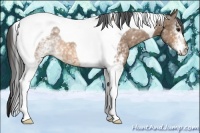 Horse Color:White Spotted Buckskin Tobiano 