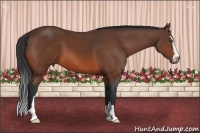 Horse Color:Bay Sabino