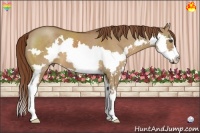 Horse Color:Red Dun Sabino Splash Frame