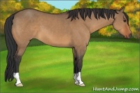 Horse Color:Bay Dun