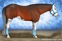 Horse Color:Bay Splash Frame