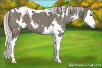 Horse Color:White Spotted Silver Smoky Blue Roan Splash