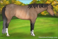 Horse Color:Buckskin Rabicano