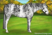 Horse Color:White Spotted Smoky Black