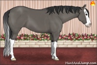 Horse Color:Grullo Splash 