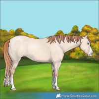 Horse Color:Gold Champagne Dun Sabino Splash 