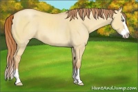 Horse Color:Gold Champagne Dun Sabino Splash 