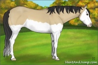 Horse Color:Buckskin Dun Splash