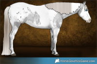 Horse Color:Smoky Black Sabino Splash Tobiano Appaloosa 