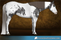 Horse Color:Smoky Black Sabino Splash Tobiano Appaloosa 