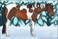 Horse Color:Bay Tobiano 