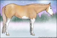 Horse Color:Gold Champagne Sabino Splash 