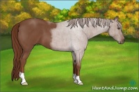 Horse Color:Red Roan 