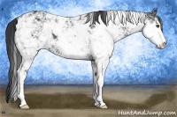 Horse Color:Black Sabino 