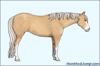 Horse Color:Silver Amber Champagne Sabino