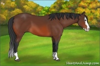 Horse Color:Bay Sabino Splash 