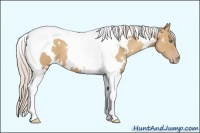 Horse Color:White Spotted Silver Classic Champagne Tobiano 