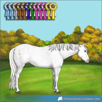 Horse Color:Silver Bay Dun Sabino Splash 