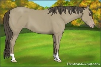 Horse Color:Classic Cream Champagne