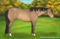 Horse Color:Amber Champagne
