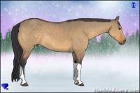 Horse Color:Buckskin Dun Tobiano