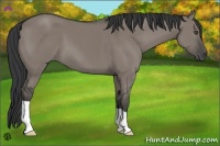 Horse Color:Grullo