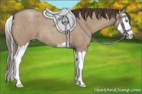 Horse Color:Classic Champagne Roan Splash 