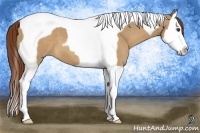 Horse Color:Red Dun Splash Tobiano 