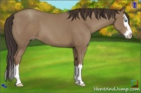 Horse Color:Classic Champagne Sabino Splash 