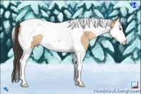 Horse Color:Amber Cream Champagne Splash Tobiano 