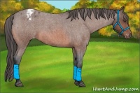 Horse Color:Bay Roan Appaloosa 