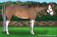 Horse Color:Buckskin Roan Splash