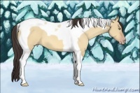 Horse Color:Amber Champagne Dun Tobiano 