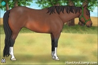 Horse Color:Bay Roan 