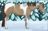 Horse Color:Classic Champagne Tobiano 