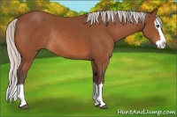 Horse Color:Silver Bay Sabino Splash Rabicano