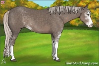 Horse Color:Silver Black Sabino Splash