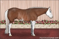 Horse Color:Silver Bay Sabino Splash Rabicano