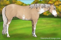 Horse Color:Silver Classic Champagne Sabino